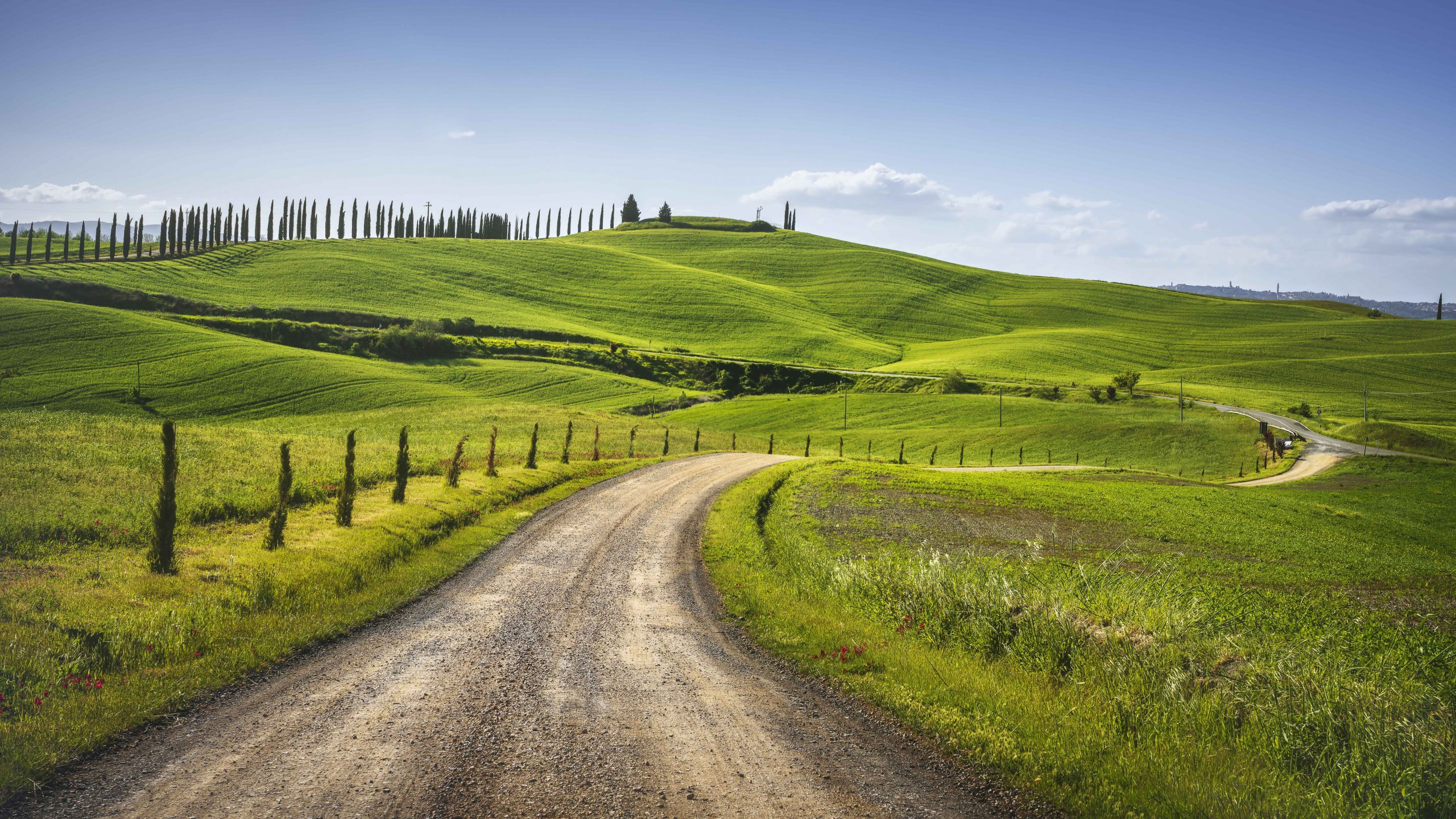 Monteroni d'Arbia, route of the via francigena. Curved road, Field and trees. Siena on background, Tuscany. Italy, Europe.