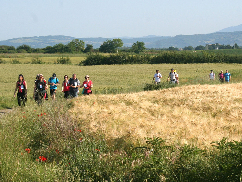 walking francigena marathon