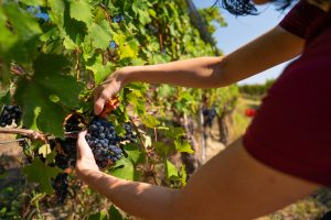 Vendemmia-turistica_ph-Mikael-Masoero