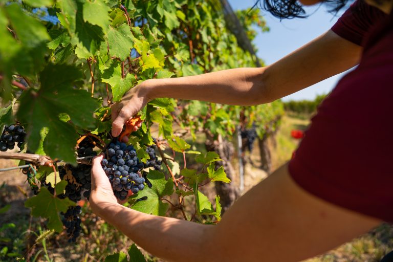 Vendemmia-turistica_ph-Mikael-Masoero